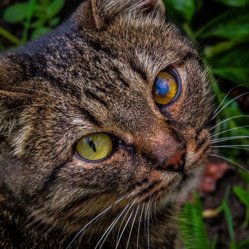 Photo #10473730