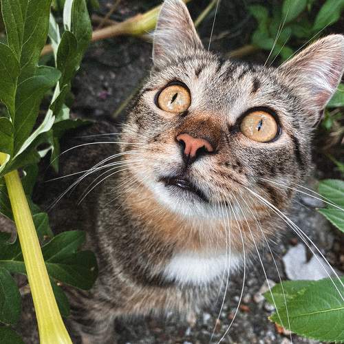 Photo #10474801