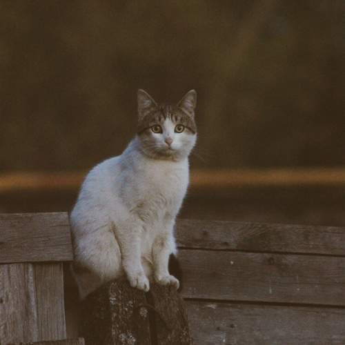Photo #10474810