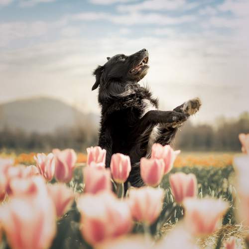 The flower