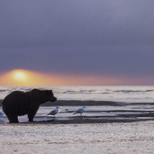 Photo #10475205