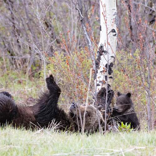 Photo #10475209