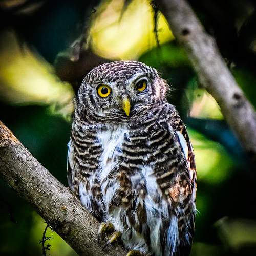 Asian barred owlet