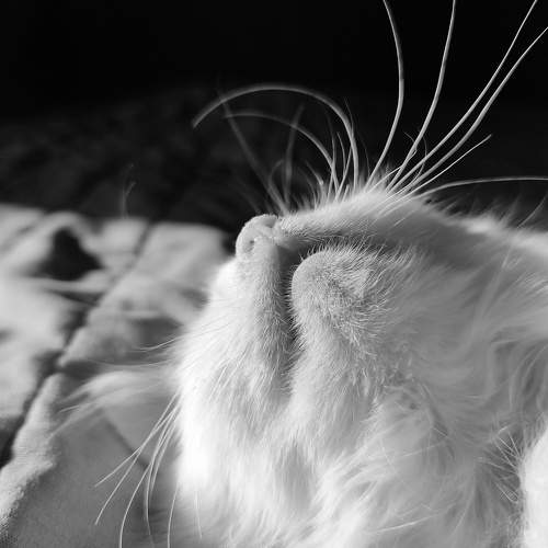 Photo #10475559