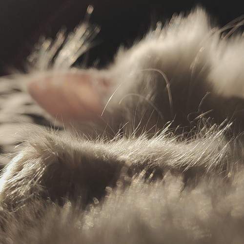Photo #10475567