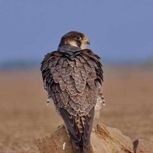 Photo #10476407