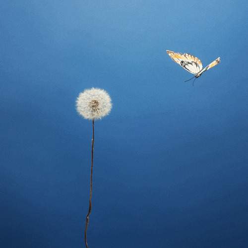 Photo #10476430