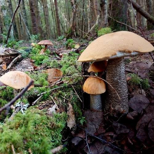 Photo #10476465