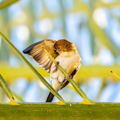 Photo #10477401