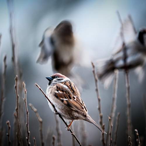 Photo #10478903