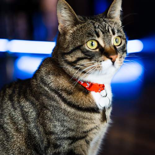 Photo #10480683