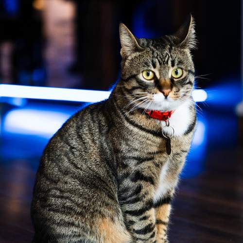 Photo #10480684