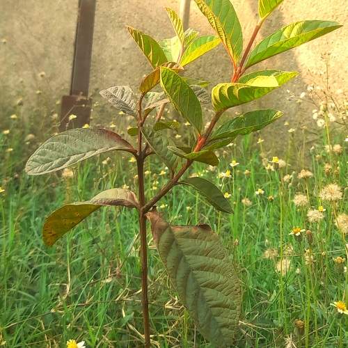 Photo #10481718