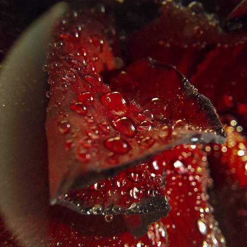 Photo #10482238