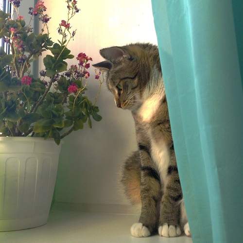 Photo #10483106