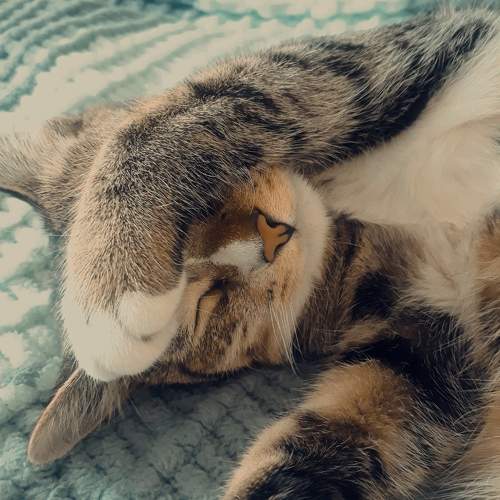Photo #10483107