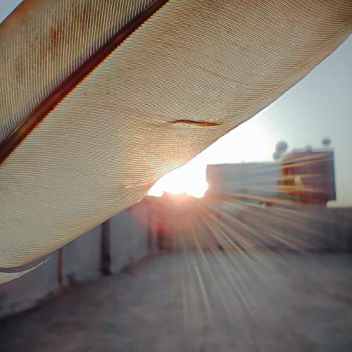 Photo #10484090