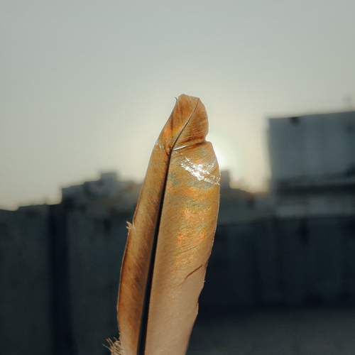 Photo #10484093