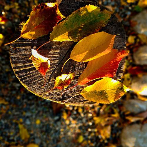 Photo #10484488