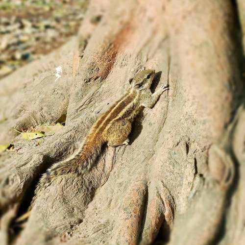 Photo #10485348