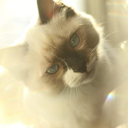 Photo #10490368