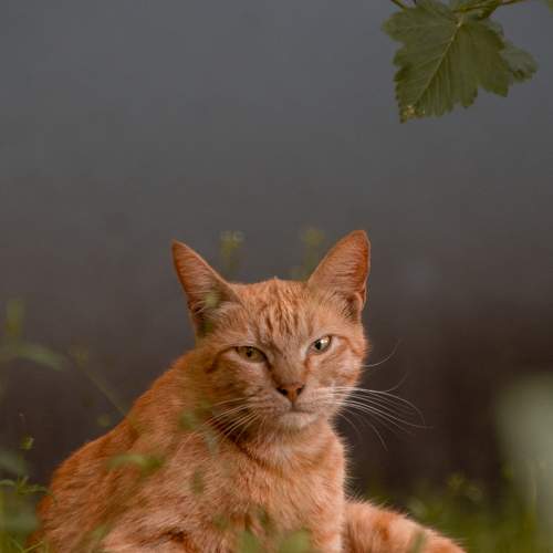 Photo #10490369