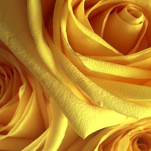 Photo #10490427