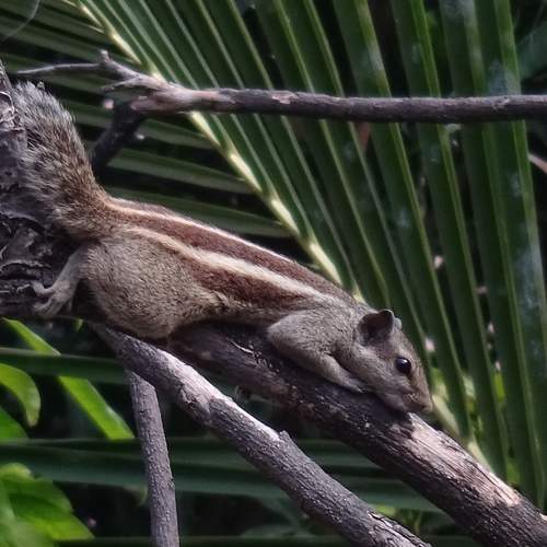 A TINY SQUIRREL in mornings makes your day !.