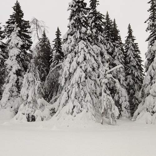 Photo #10491713