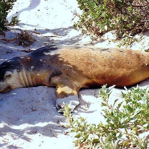 Seal sleeping