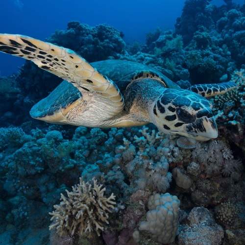 Tortuga verde mar rojo