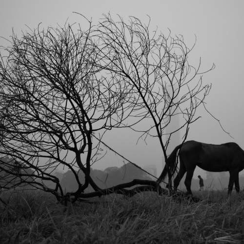 Photo #10494501