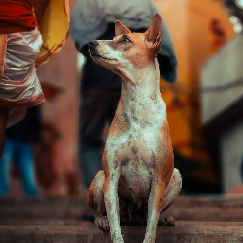 Photo #10495211