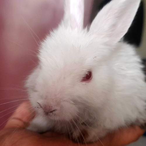 Photo #10495981