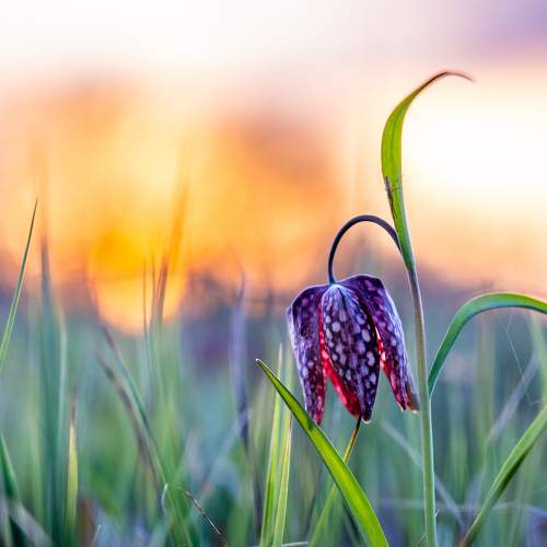 Tulip