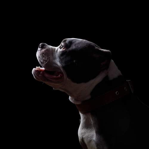 Photo #10497514