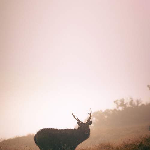 Photo #10498023