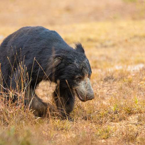 Photo #10498041
