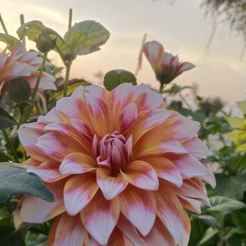 Photo #10498698