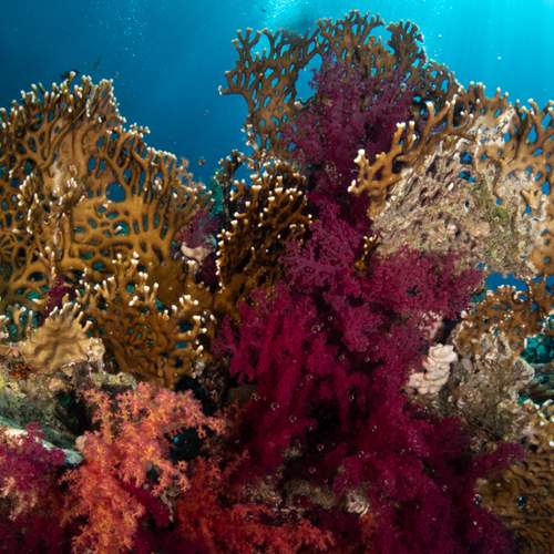Colorful Corals