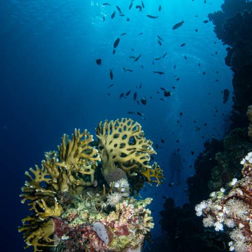 Photo #10499006