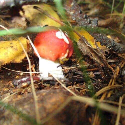 Царство грибов