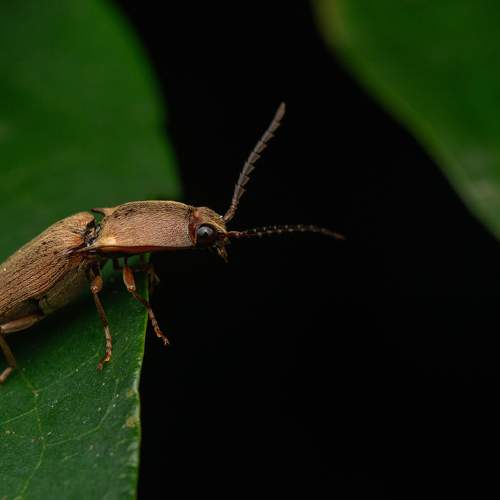 Photo #10500118