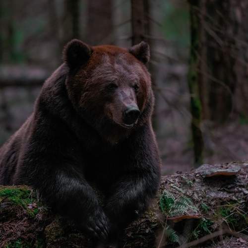 Photo #10501429