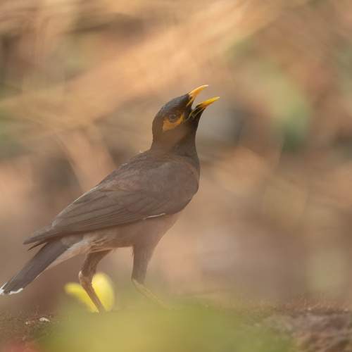 Photo #10502062