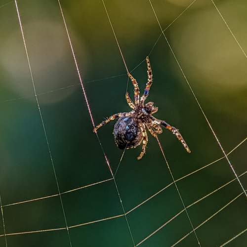 Photo #10502124
