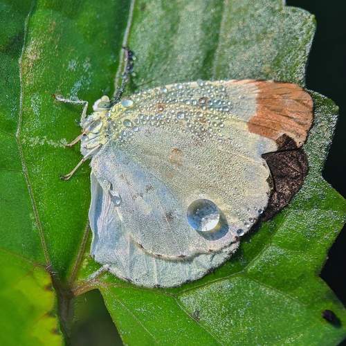 Photo #10502131