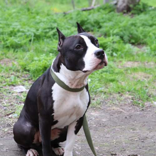 Photo #10502628