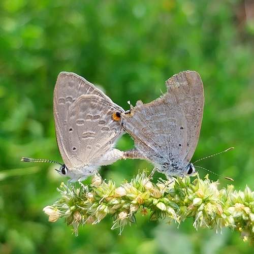 Cumpid butterfly