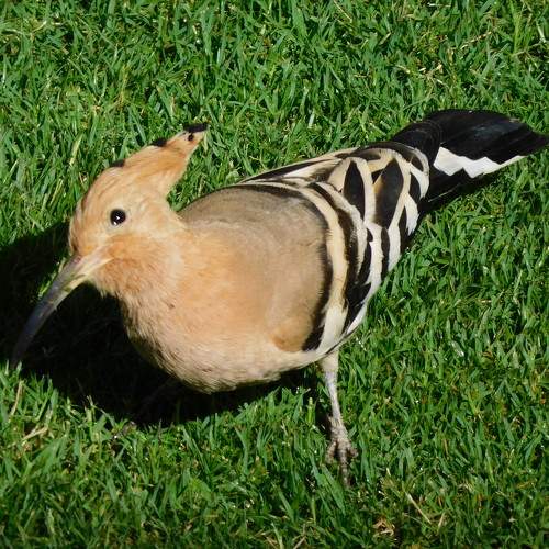 Photo #10502933